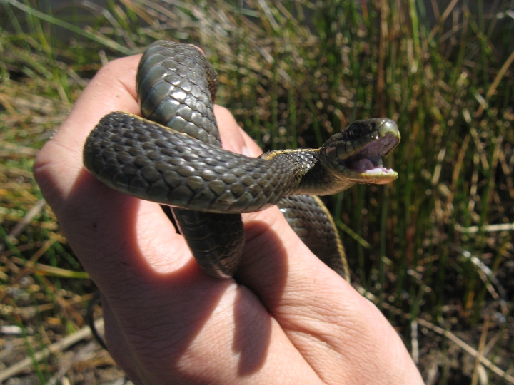 Santa Cruz Garter Snake